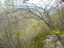 les pous through the trees.jpg les pous through the trees.jpg